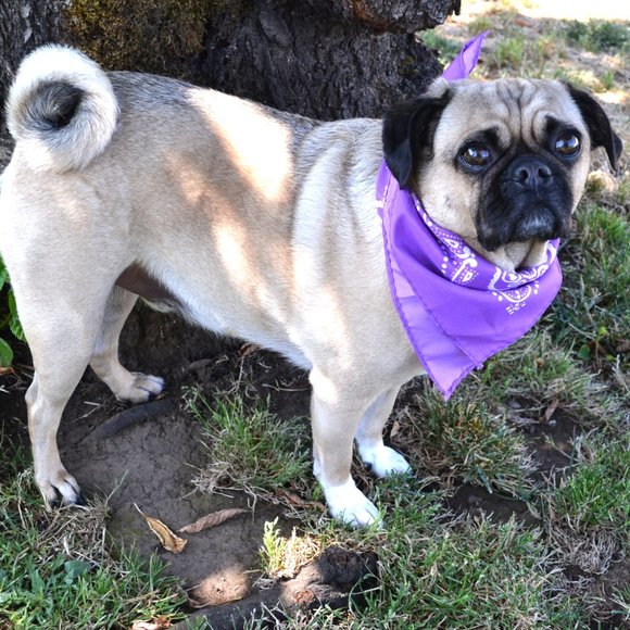 Meet your Posher, Melinda - Picture 2 of 4